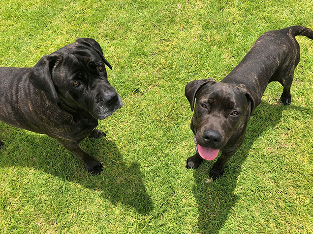 Brooke and mindy on grass looking up at the camera